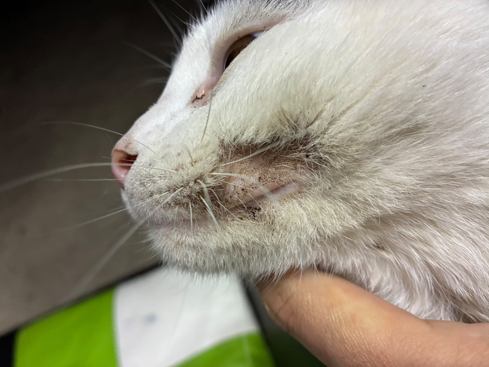 Foto de Santiago, gato tratado con OZOVET